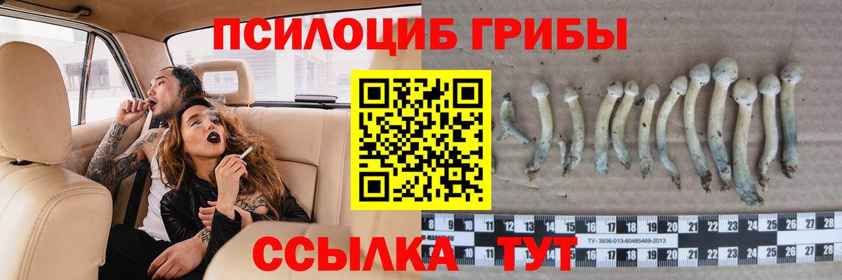 Галлюциногенные грибы Psilocybe  Вход с VPN  Гатчина 
